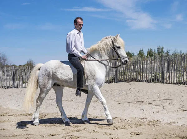 骑马人和他的种马在海滩上 — 图库照片