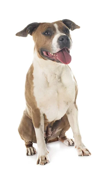 Amerikanischer Staffordshire Terrier Vor Weißem Hintergrund — Stockfoto
