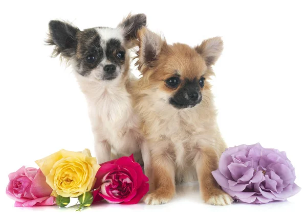 Dois Chihuahuas Frente Fundo Branco — Fotografia de Stock