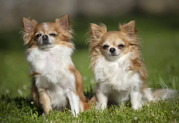 Chihuahuas Puro Sangue Jardim Primavera — Fotografia de Stock