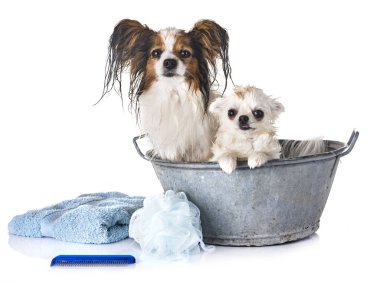 Papillon, chihuahua ve beyaz arka plan önünde banyo