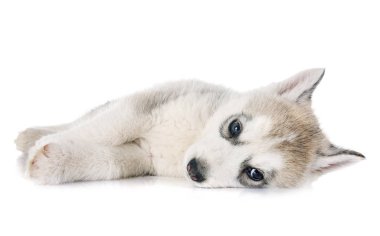 köpek yavrusu Sibirya husky beyaz arka plan önünde