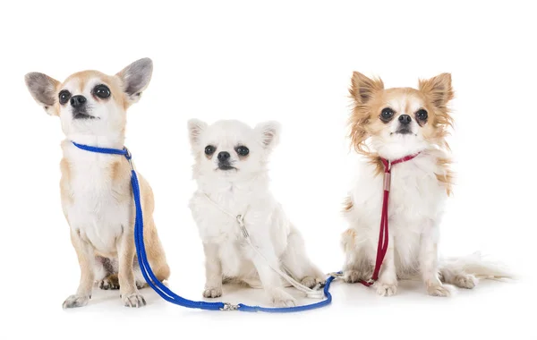 Tres Chihuahuas Delante Fondo Blanco — Foto de Stock