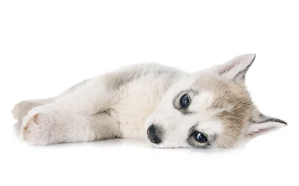 Cachorro Siberiano Husky Frente Fundo Branco — Fotografia de Stock