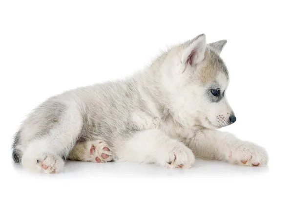 Cachorro Siberiano Husky Frente Fundo Branco — Fotografia de Stock