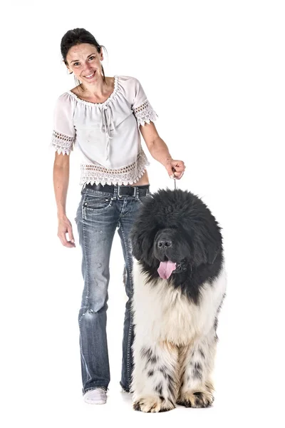 Newfoundland Dog Woman Front White Background — Stock Photo, Image