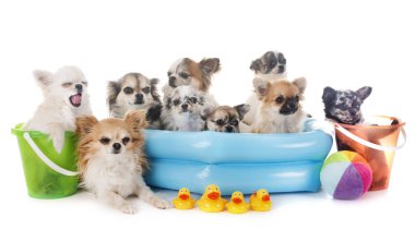 Chihuahuas tatil beyaz arka plan önünde
