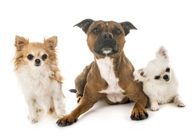 Staffordshire boğa korkunç ve beyaz arka plan önünde chihuahuas