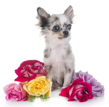 Beyaz arka planda köpek yavrusu chihuahua