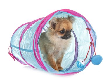 Beyaz arka planda köpek yavrusu chihuahua