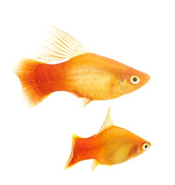 Beyaz arka plan önünde Xiphophorus maculatus