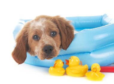 Beyaz arka planda köpek yavrusu Brittany Spaniel