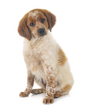 Beyaz arka planda köpek yavrusu Brittany Spaniel