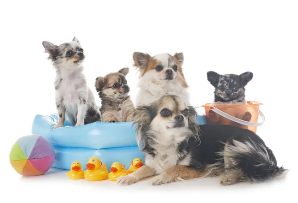 Chihuahua Vakanties Voor Witte Achtergrond — Stockfoto