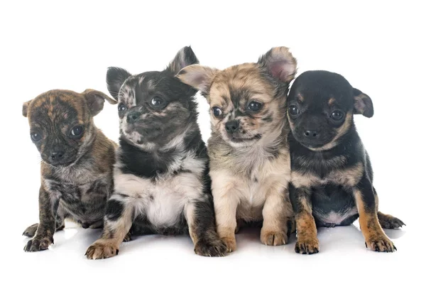 Puppies Chihuahua Front White Background — Stock Photo, Image