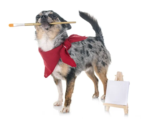 Beyaz Arka Planda Köpek Yavrusu Chihuahua — Stok fotoğraf