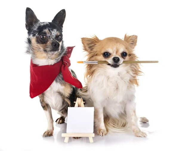 Twee Chihuahua Voor Witte Achtergrond — Stockfoto