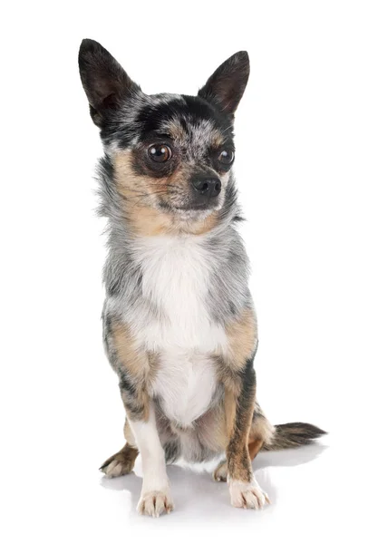 Puppy Chihuahua Front White Background — Stock Photo, Image