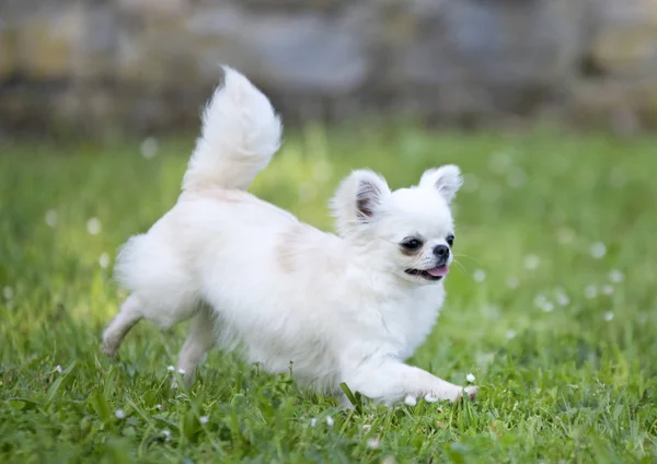 Raszuivere Chihuahua Een Tuin Het Voorjaar — Stockfoto