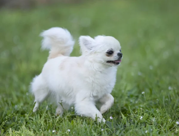 Raszuivere Chihuahua Een Tuin Het Voorjaar — Stockfoto