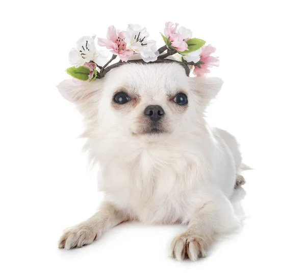 Welpe Chihuahua Vor Weißem Hintergrund — Stockfoto