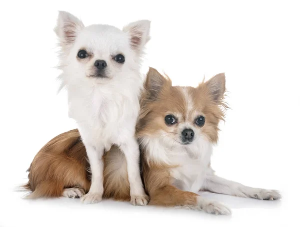 Două Chihuahua Fața Fundalului Alb — Fotografie, imagine de stoc