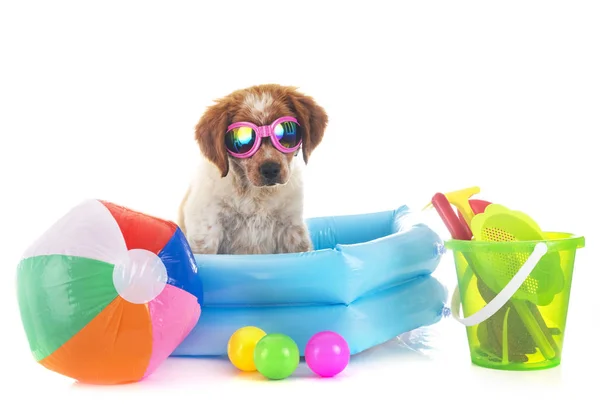 Puppy Brittany Spaniel Front White Background — Stock Photo, Image