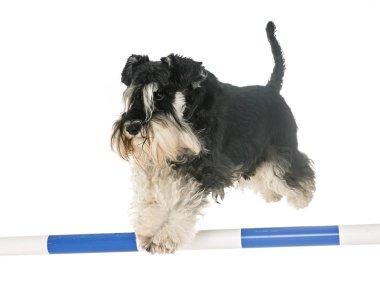 Minyatür schnauzer beyaz arka plan önünde atlama