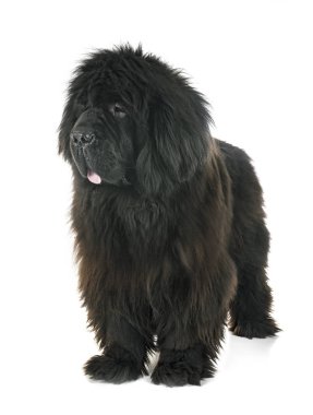 Beyaz arka plan önünde Tibetli mastiff
