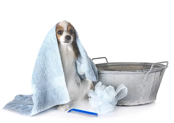 Papillon Und Bad Vor Weißem Hintergrund — Stockfoto