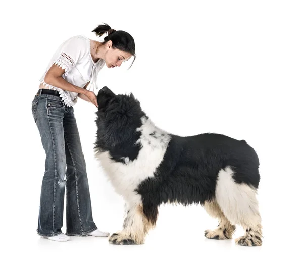 纽芬兰狗和白种人面前的女人 — 图库照片