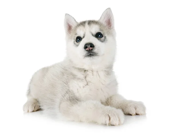 Cachorro Siberiano Husky Frente Fundo Branco — Fotografia de Stock