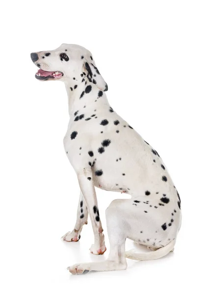 Dalmatian Cão Frente Fundo Branco — Fotografia de Stock