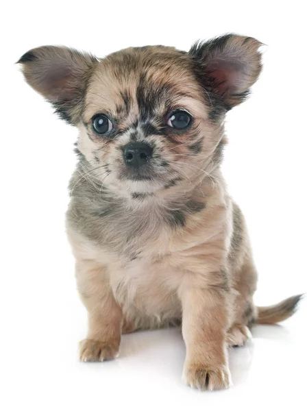 Cucciolo Chihuahua Davanti Sfondo Bianco — Foto Stock