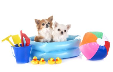 Chihuahuas tatil beyaz arka plan önünde