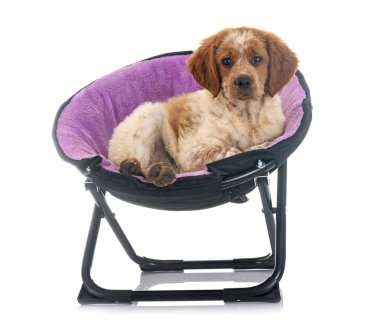 Beyaz arka planda köpek yavrusu Brittany Spaniel