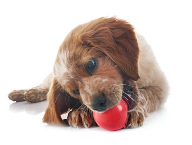 Beyaz arka planda köpek yavrusu Brittany Spaniel