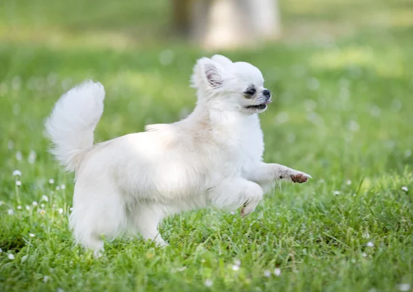 Renrasiga Chihuahua Trädgård Våren — Stockfoto