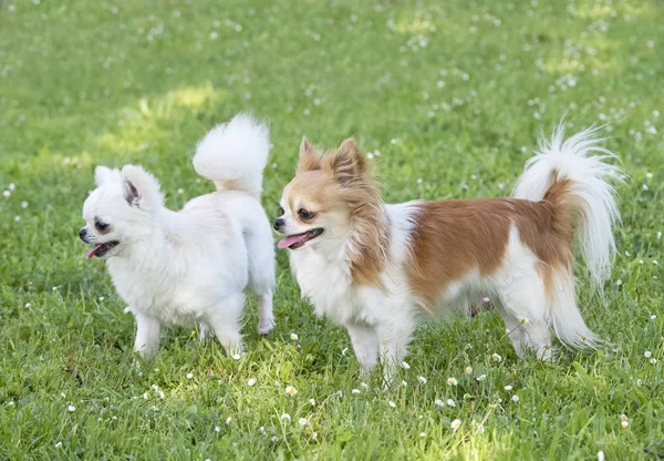 Bahar Bahçesinde Safkan Chihuahua — Stok fotoğraf