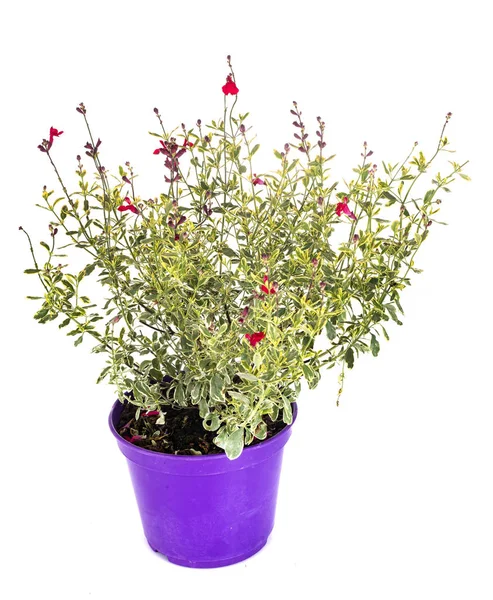 Decorative Salvia Front White Background — Stock Photo, Image