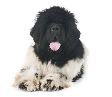 Beyaz arka plan önünde Newfoundland köpek
