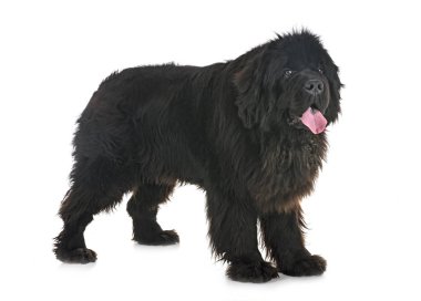 Beyaz arka plan önünde Newfoundland köpek