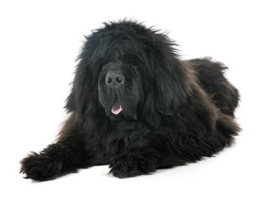 Beyaz arka plan önünde Tibetli mastiff