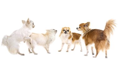 Chihuahuas beyaz arka plan önünde oynarken