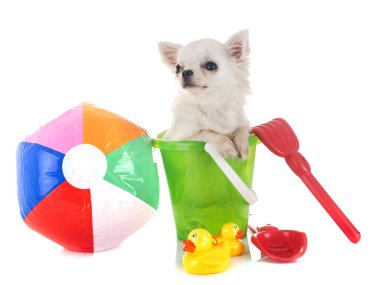 Beyaz arka plan önünde tatil chihuahua köpek yavrusu