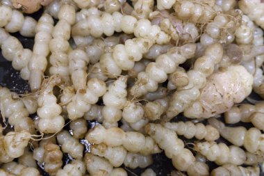 Stachys affinis tavada tereyağı ile