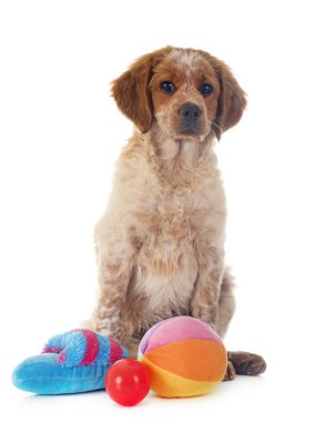 Beyaz arka planda köpek yavrusu Brittany Spaniel