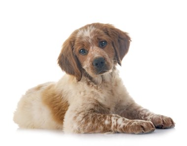 Beyaz arka planda köpek yavrusu Brittany Spaniel