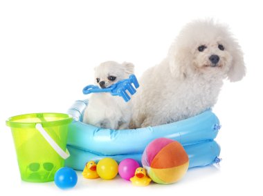 Malta köpek ve beyaz arka plan önünde chihuahua