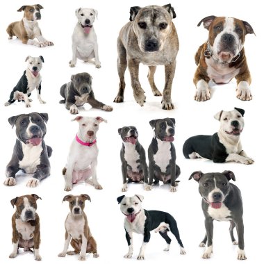Amerikan staffordshire terrier beyaz arka plan önünde Grup